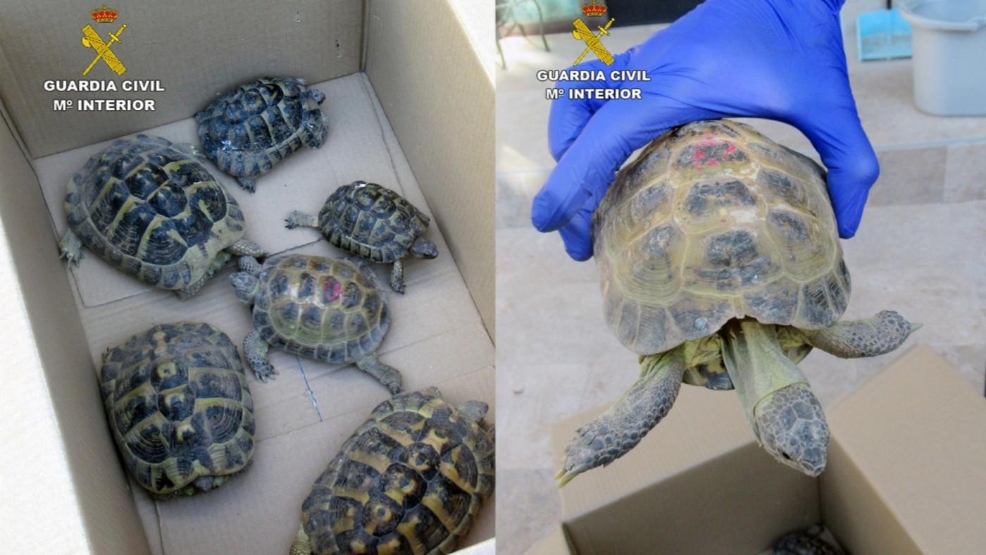 La Guardia Civil investiga a un vecino de Molina de Segura con seis tortugas protegidas en su vivienda