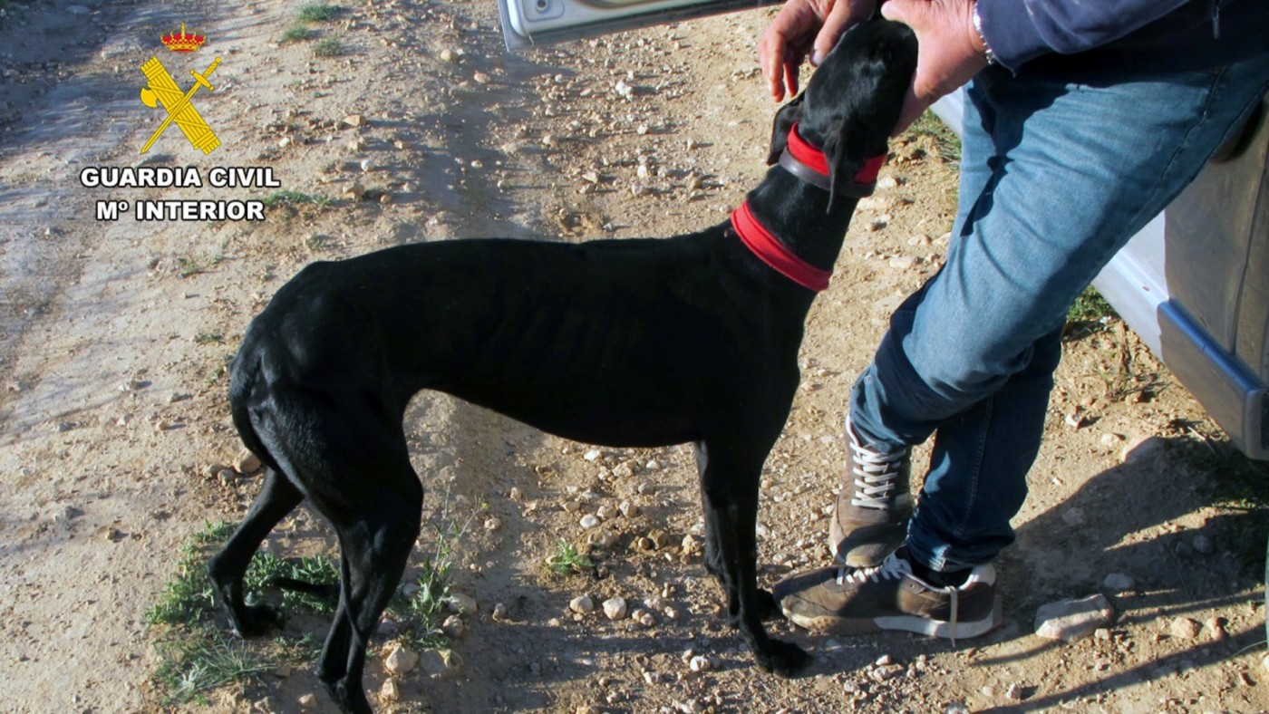 Investigado un vecino de Jumilla por cazar liebres en época de veda con perros y visor térmico