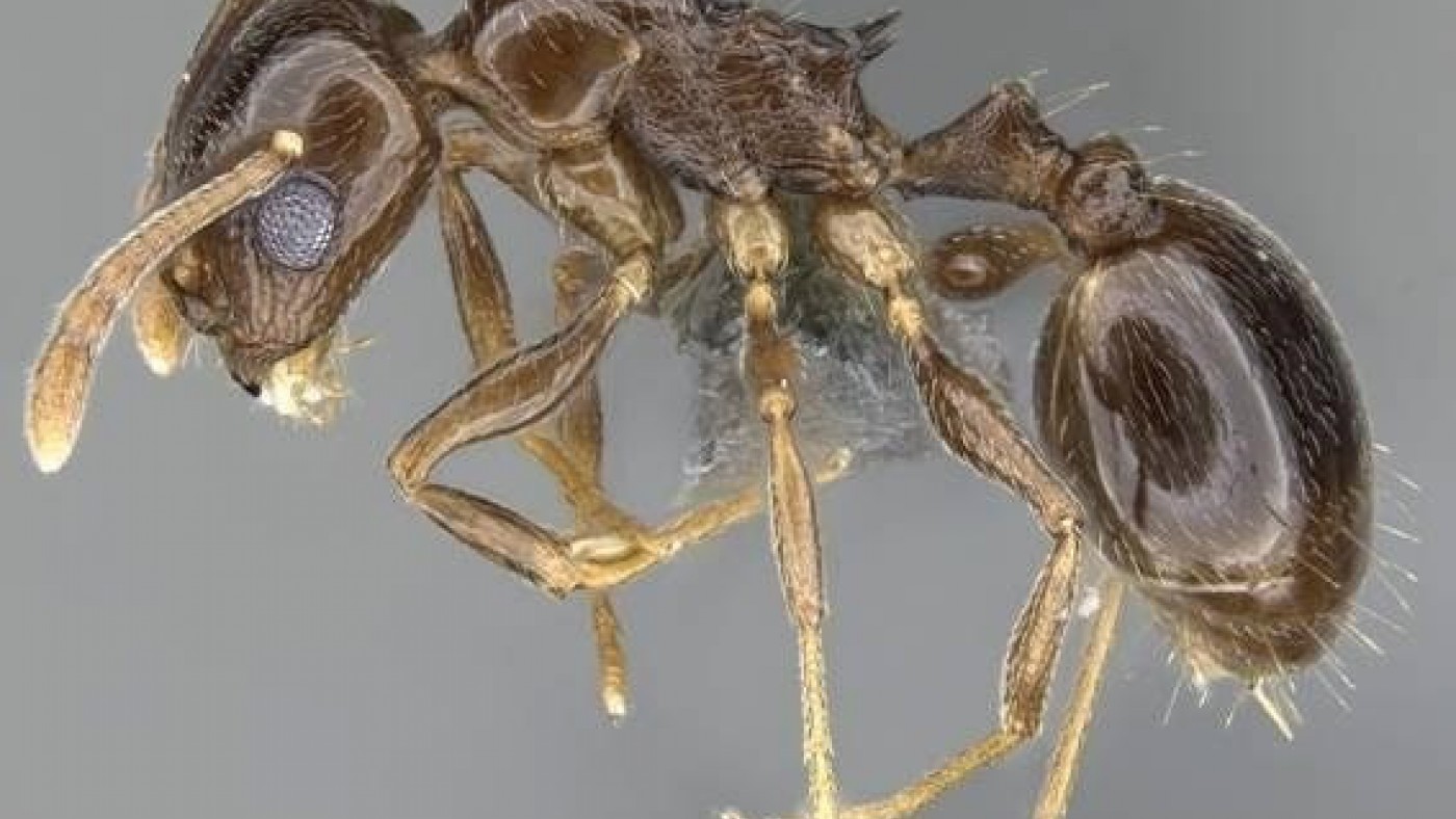 imagen de la nueva hormiga