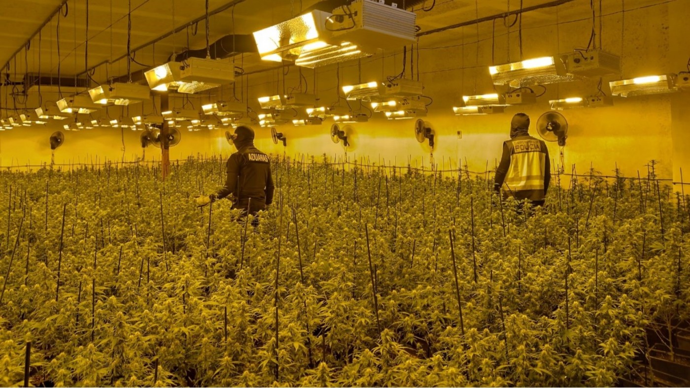Más de 1.300 plantas de marihuana incautadas en una nave industrial en San Pedro del Pinatar