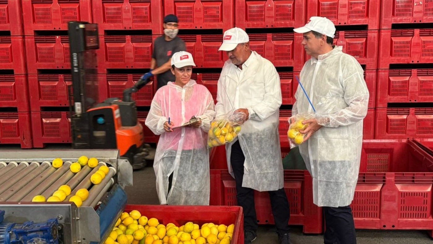 Más de 370 toneladas de limón importado, bajo la lupa de los técnicos regionales