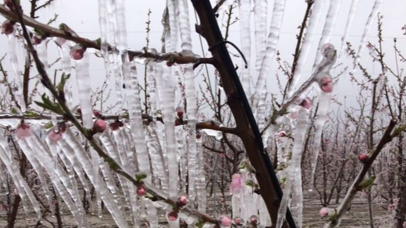 Los frutales de la Vega Alta tendrán un reposo invernal mayor que el año pasado