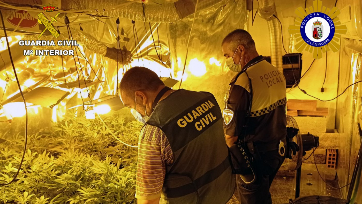 Desmantelada una plantación de marihuana en una vivienda de Calasparra. Guardia Civil