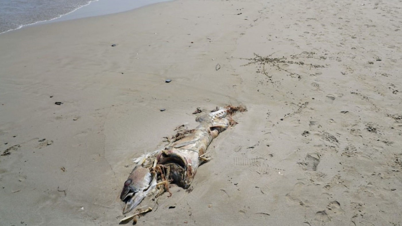 Atún muerto en una playa