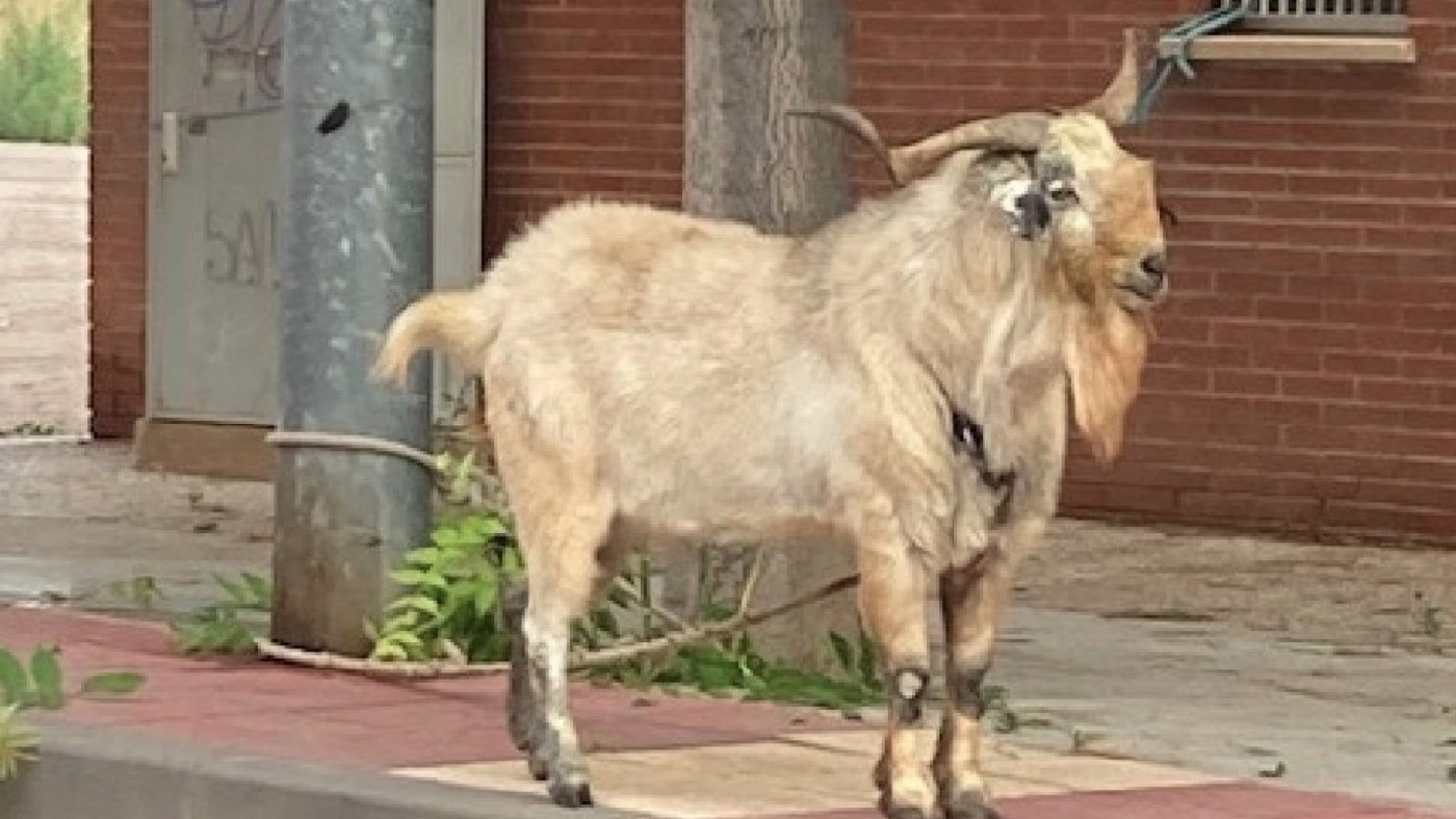 Encuentran una cabra atada a una farola en La Alberca 