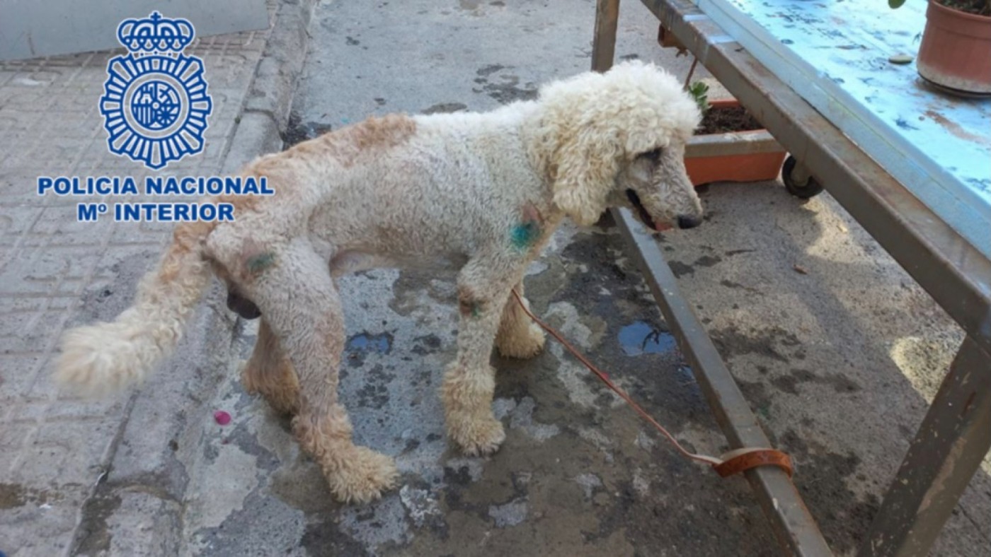 Rescatan en El Ejido a un valioso cachorro de caniche que había sido sustraído hacía meses en Murcia