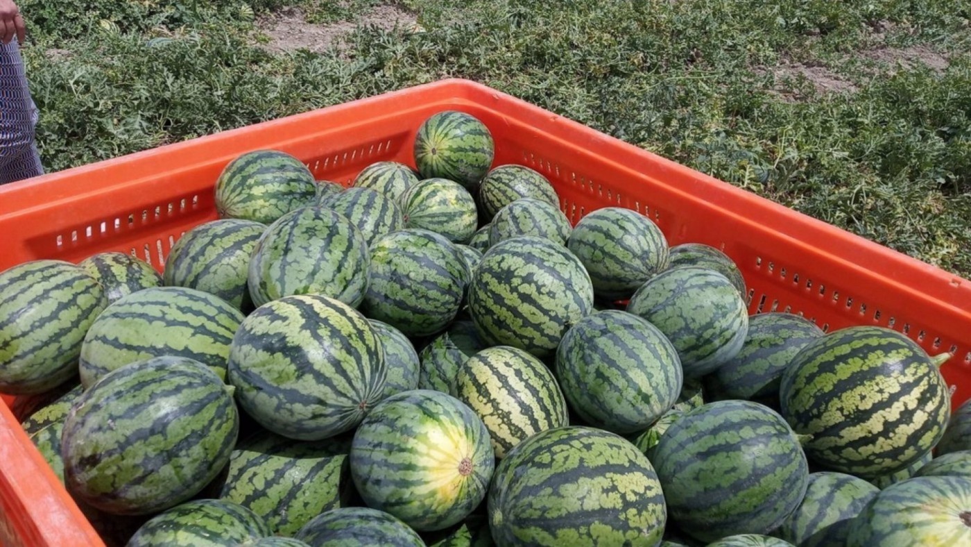 Los agricultores del Guadalentín ultiman la campaña de sandía con buenas expectativas de producción y precios