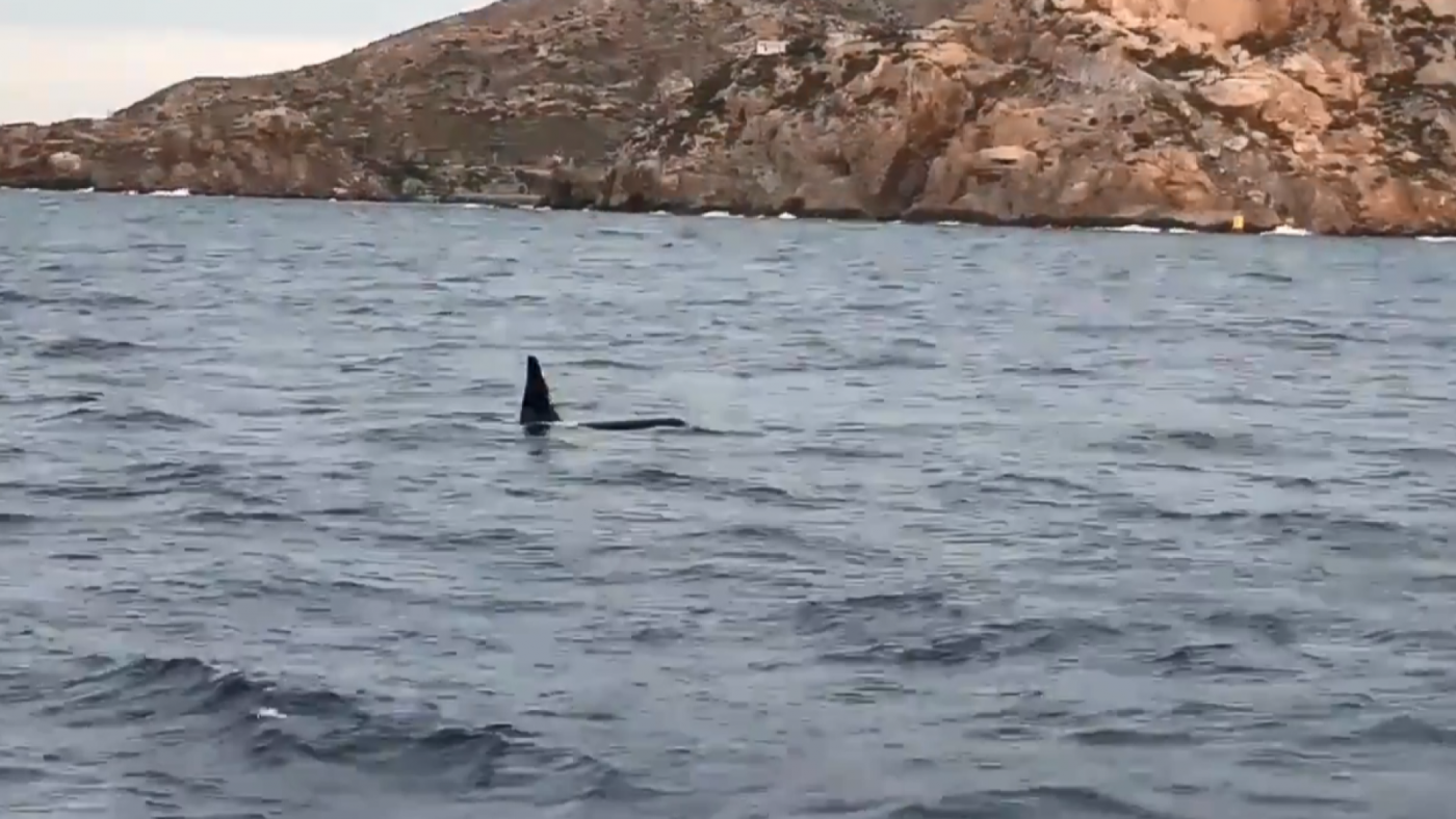 Avistan varias orcas en aguas del puerto de Cartagena