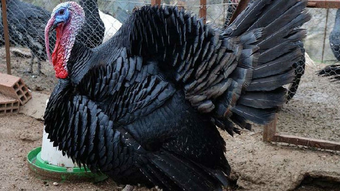 El Pavo Negro Especie Propia Del Levante Espa ol Alcanza Su poca De 