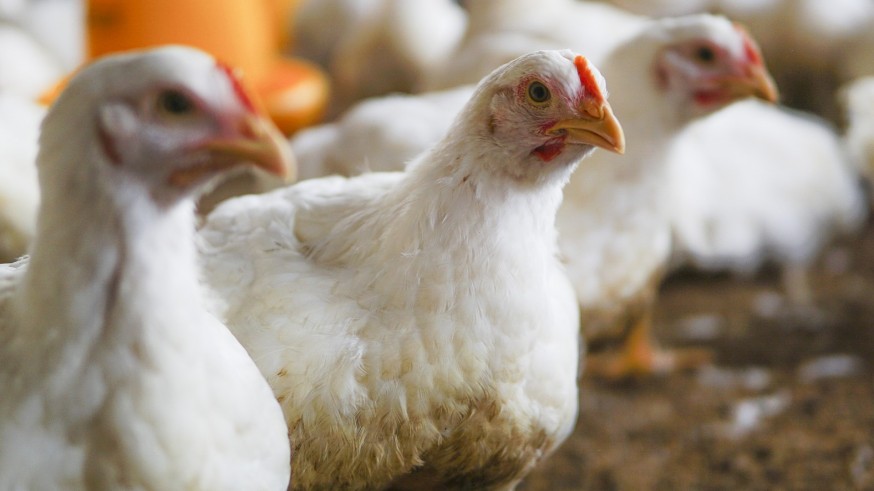 La ganadería avícola y porcina logra reducir un 16,7 % sus emisiones, según Agricultura