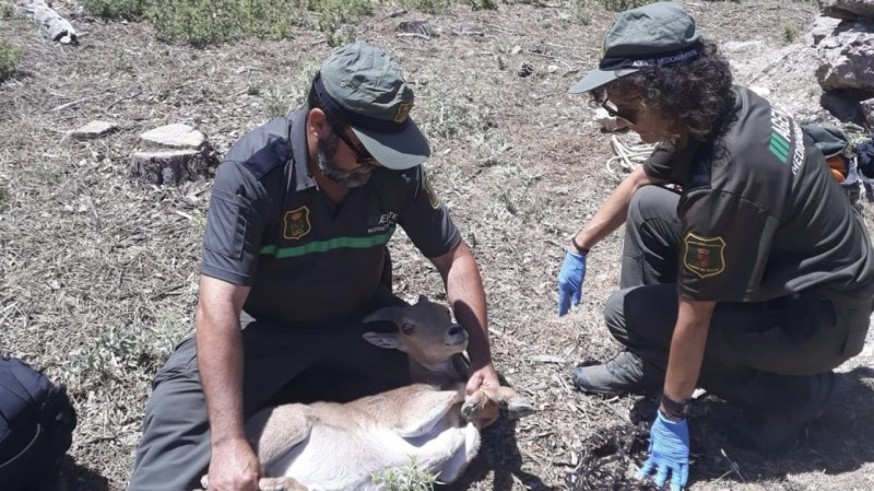 Rescatan una cría de arruí en Sierra Espuña