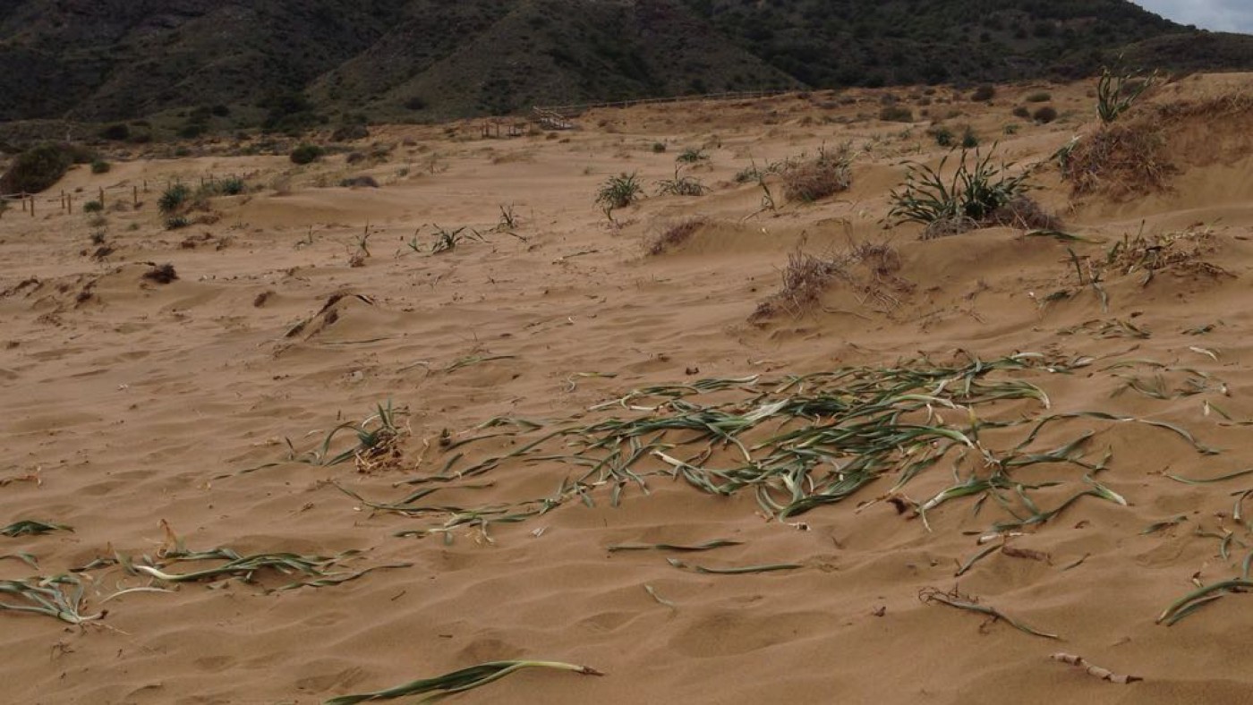 Dunas afectadas por la presencia de bañistas en Calblanque