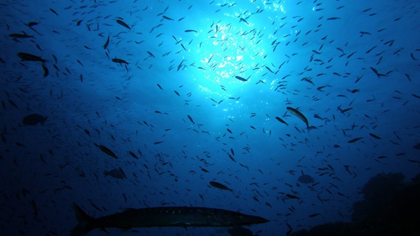9 embarcaciones de Cartagena y una de San Pedro podrán pescar en Cabo de Palos