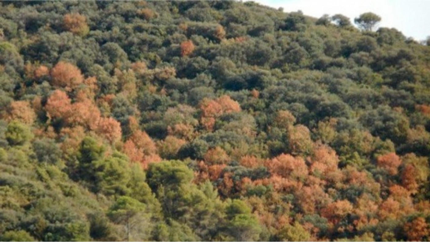 Un estudio alerta de la pérdida de biodiversidad en los bosques mediterráneos