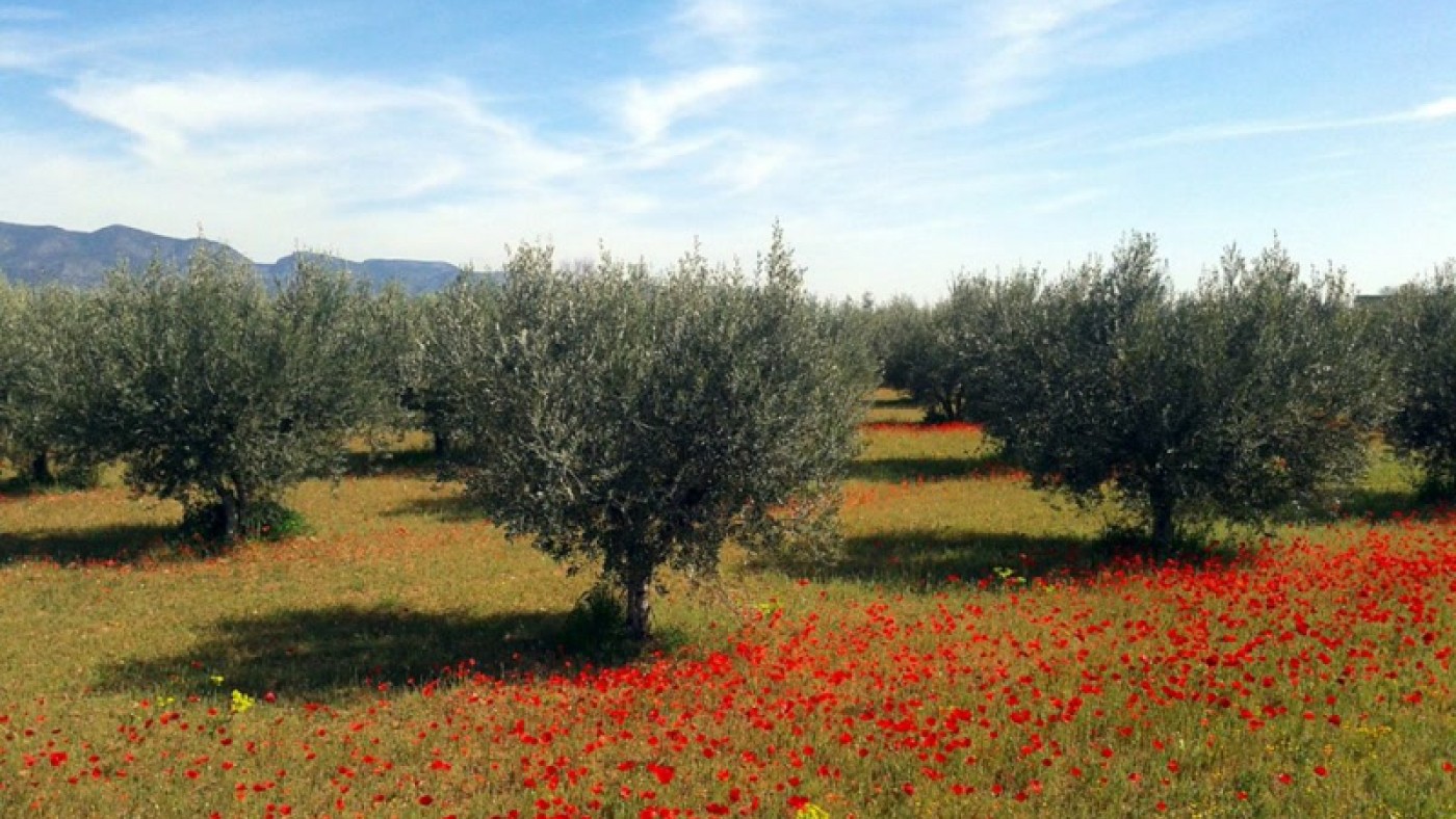 Imagen de un cultivo de olivar ecológico