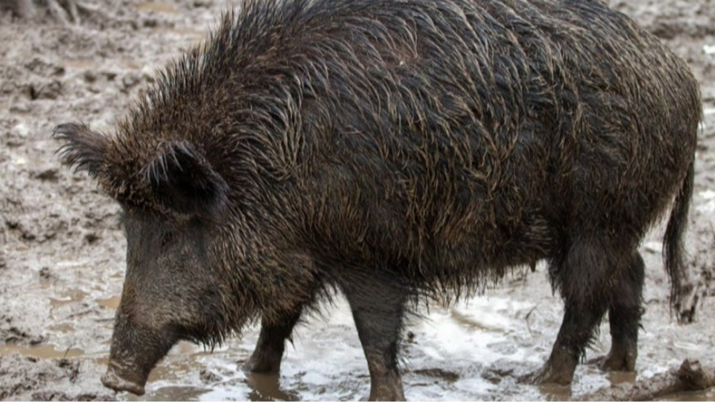 La Consejería de Agricultura transmite tranquilidad ante la peste porcina y refuerza la vigilancia en la Región de Murcia