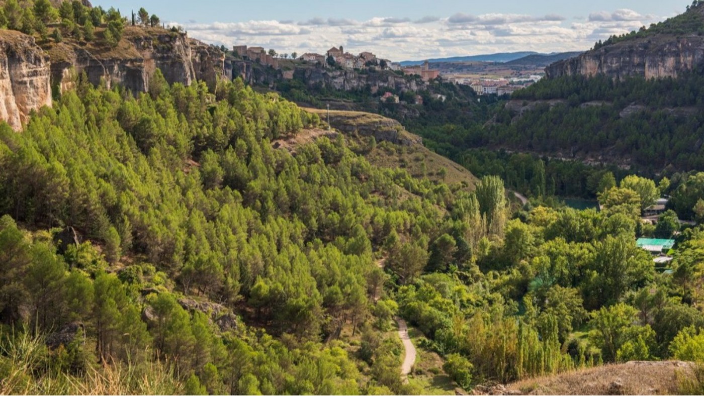 "Hay un empeño muy grande en crear bosques donde nunca los hubo"