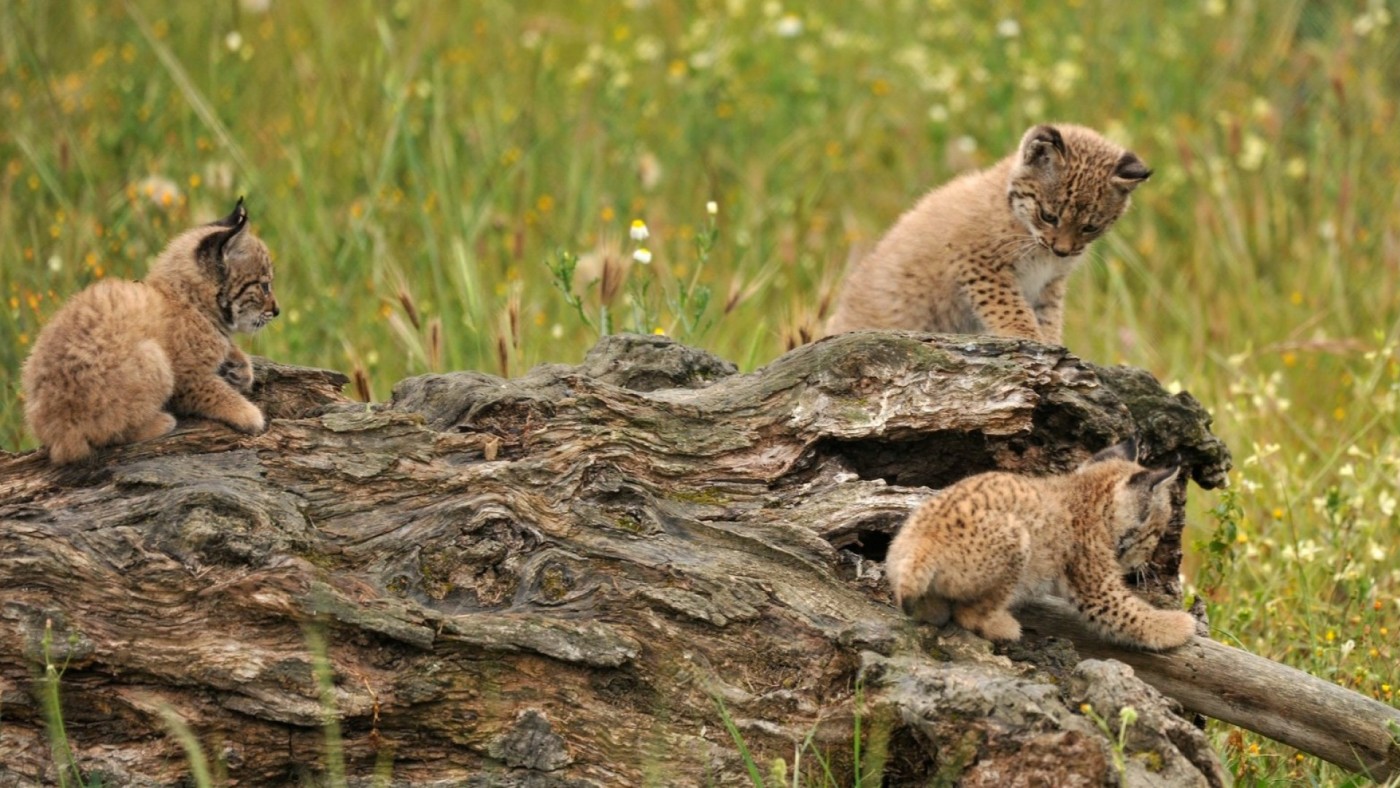 La Comunidad liberará a principios de año diez nuevos linces ibéricos en Lorca