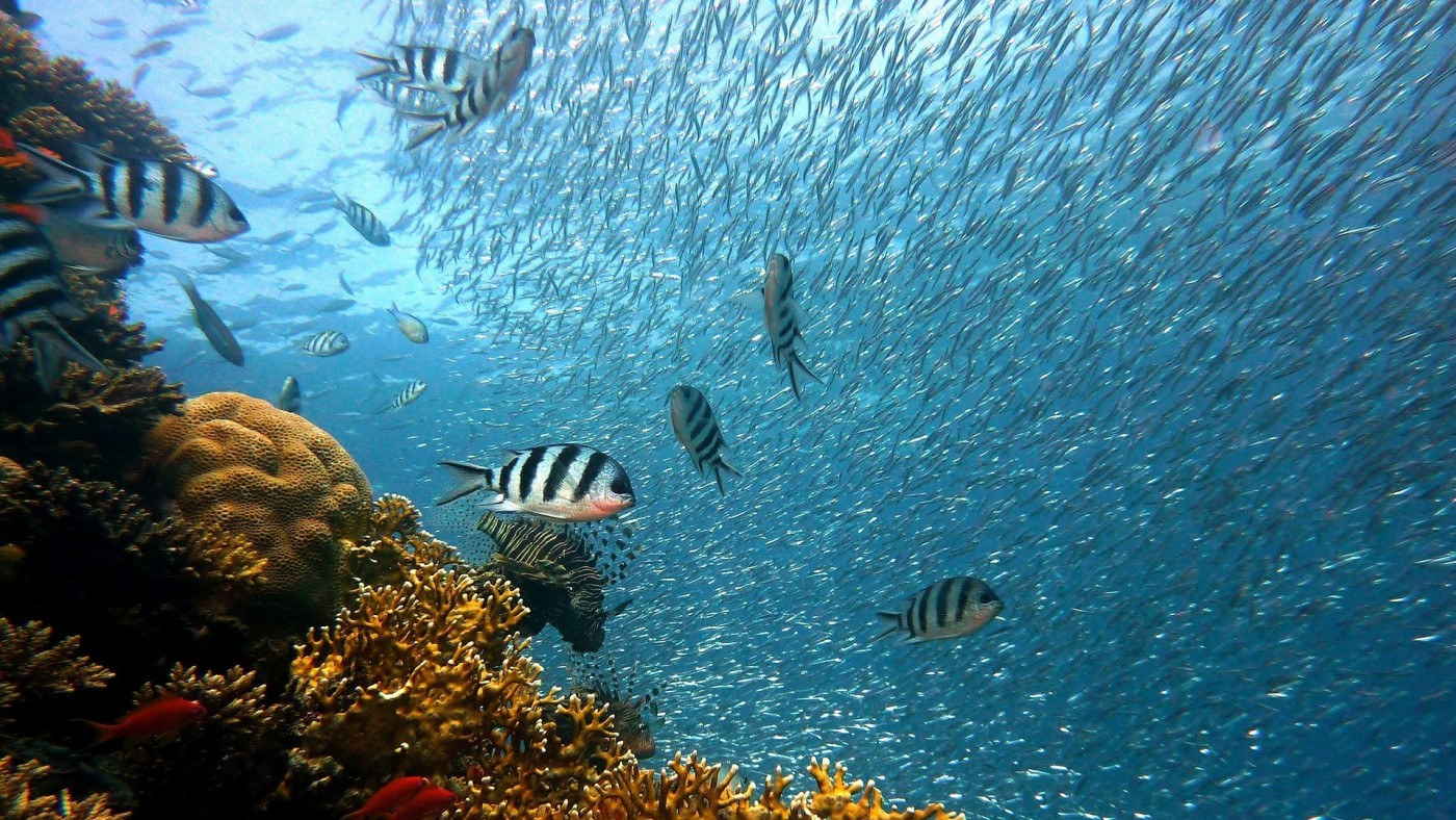 Mar Menor, Cabo de Palos y Cabo Tiñoso, reservorios de biodiversidad marina