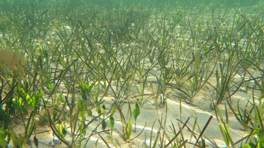 Pacto por el Mar Menor rechaza el informe que exculpa a la agricultura de contaminar la laguna