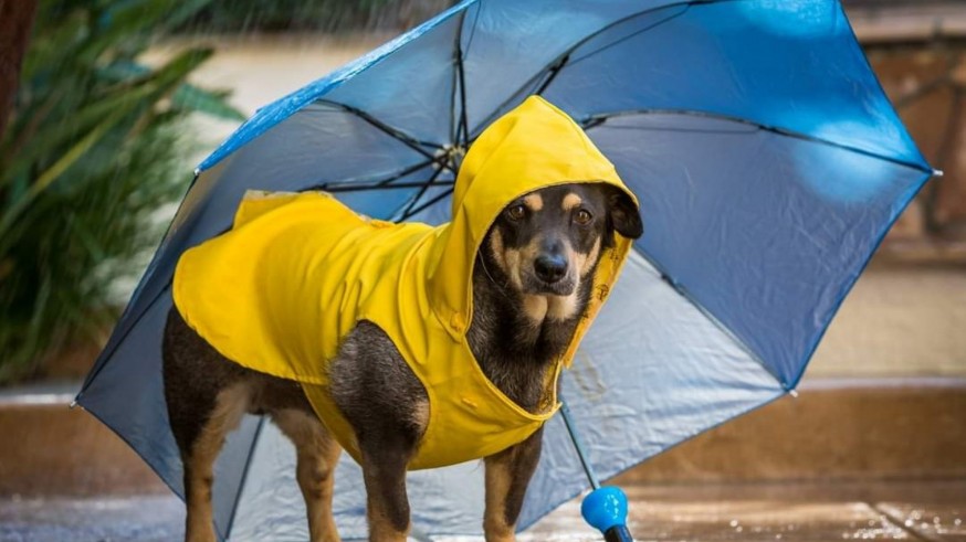 La lluvia traslada la cata de vinos a favor de la protectora Cuatro Patas al mercado de abastos de Juimllla