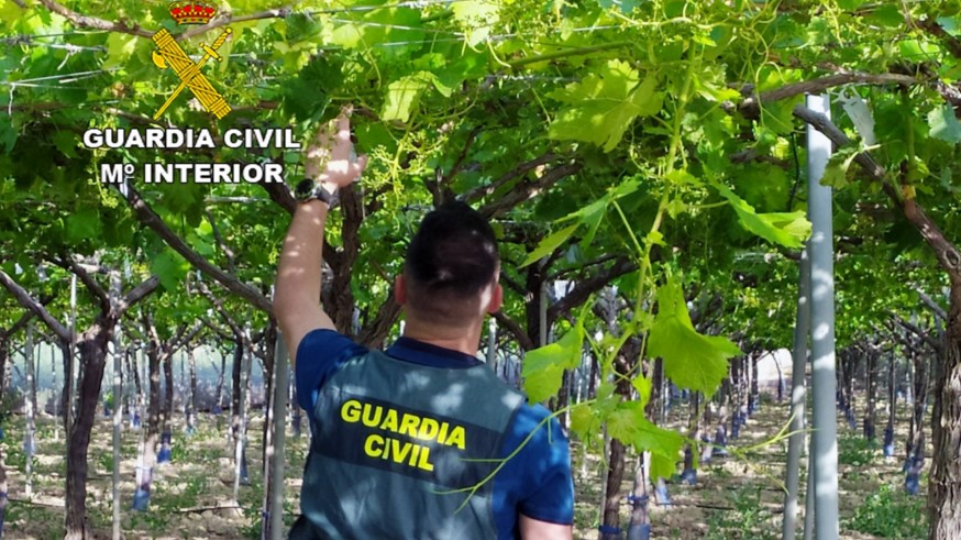 Esclarecen una quincena de robos de uva de mesa en fincas agrícolas del Bajo Guadalentín