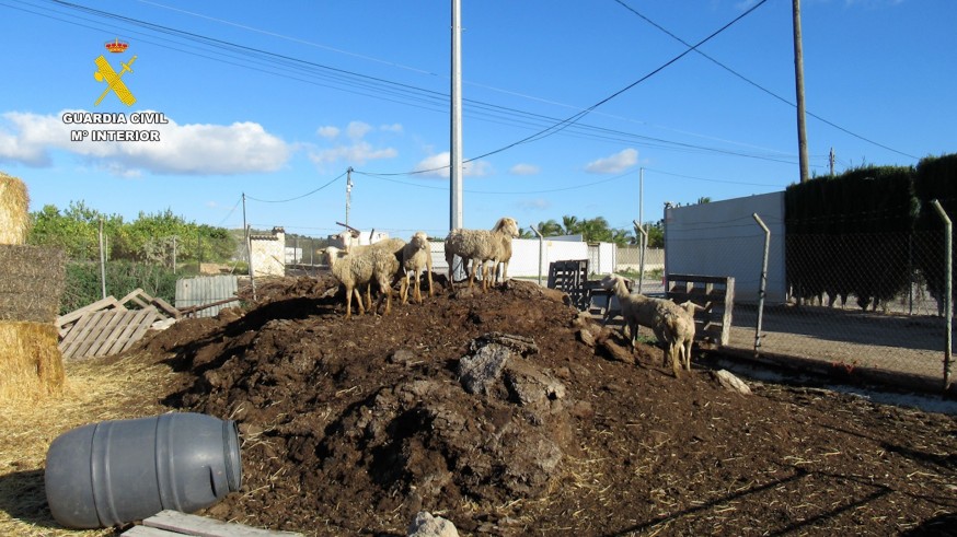 La Guardia Civil detiene a dos personas por robos en explotaciones ganaderas en Murcia