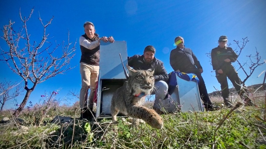 Weeka y Windows abren el calendario de sueltas de lince ibérico en la Región