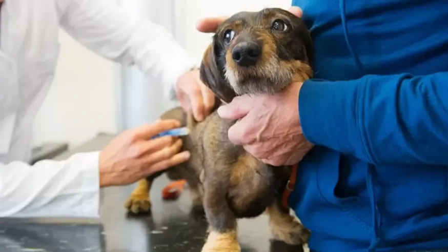Los veterinarios protestan ante el decreto sobre medicamentos para animales domésticos