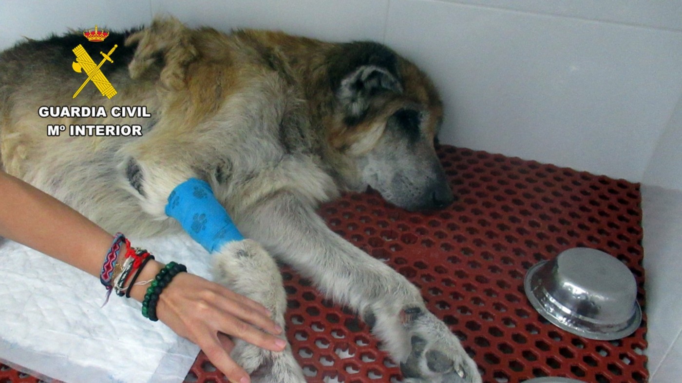 Investigan a un vecino de Mazarrón por presunto maltrato animal tras rescatar dos perros en estado crítico