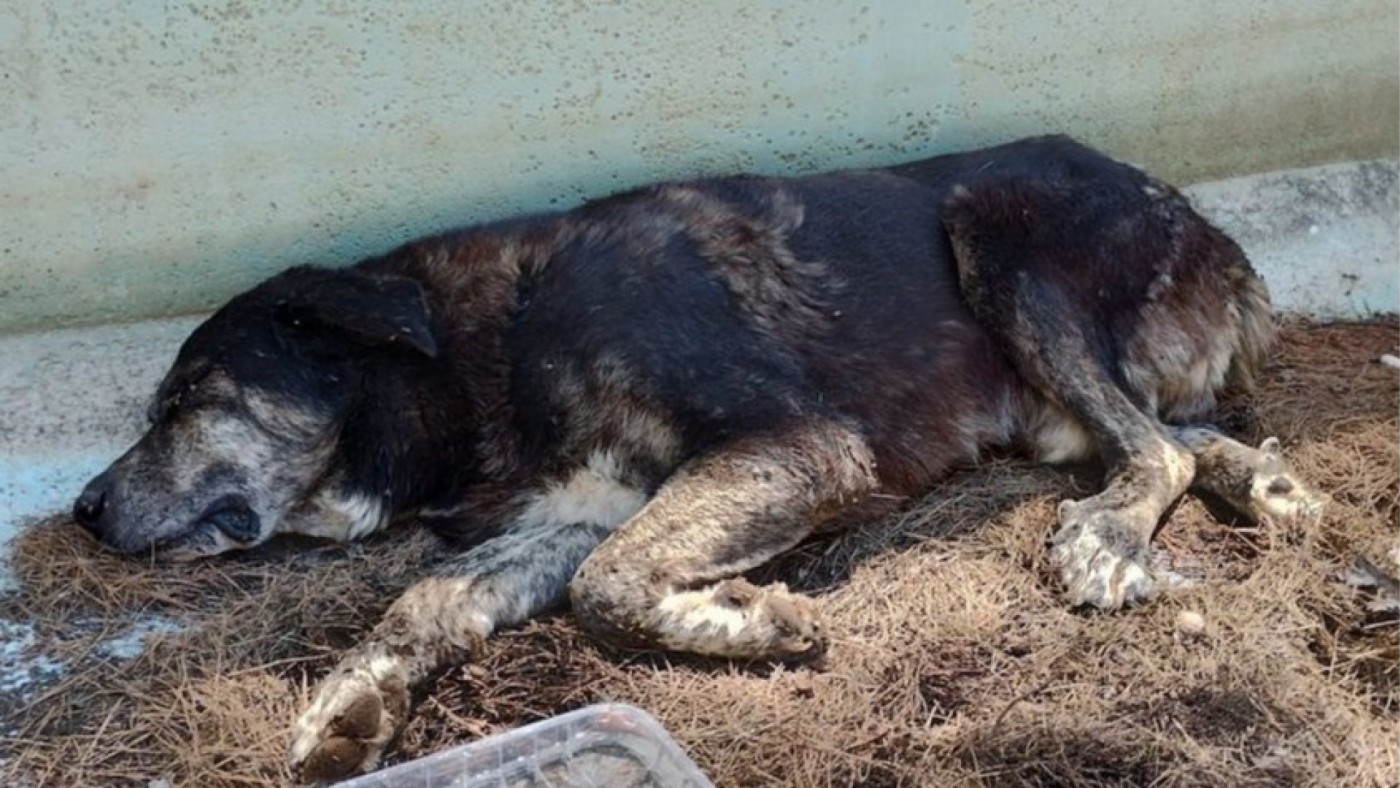 Rescatan a un perro que había caído a una piscina vacía en Jumilla