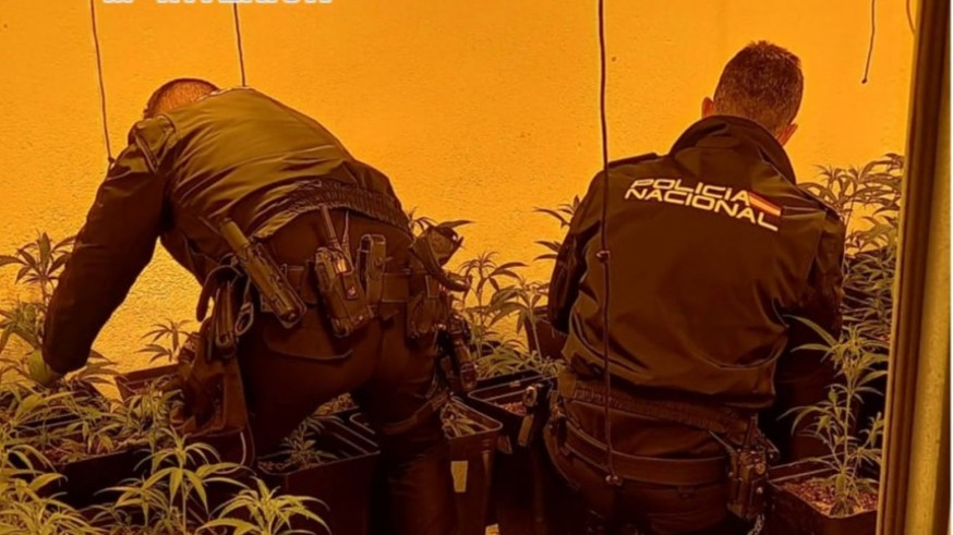 VIDEO | Hallan una plantación de marihuana en Murcia tras recibir el aviso de la muerte de un hombre