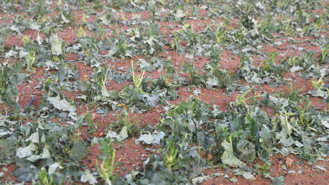 Daños en una plantación de brócoli en Purias (Lorca).