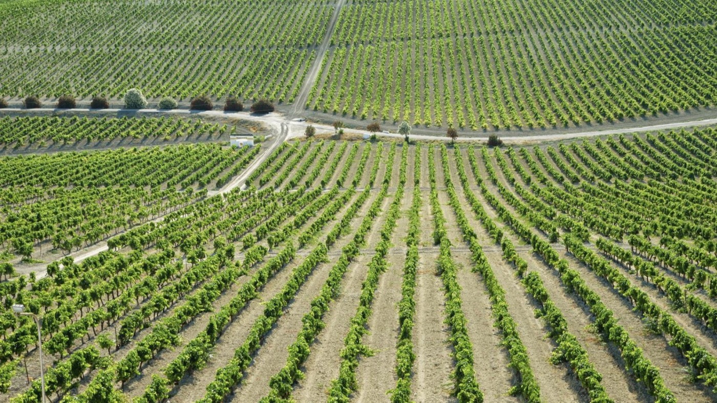El calor amenaza con una vendimia temprana 