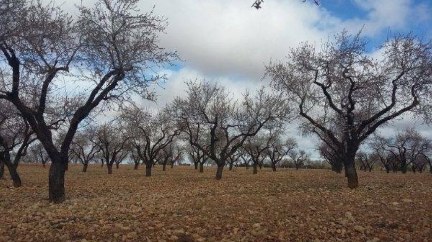 Los agricultores de secano piden ayudas para arrancar árboles secos