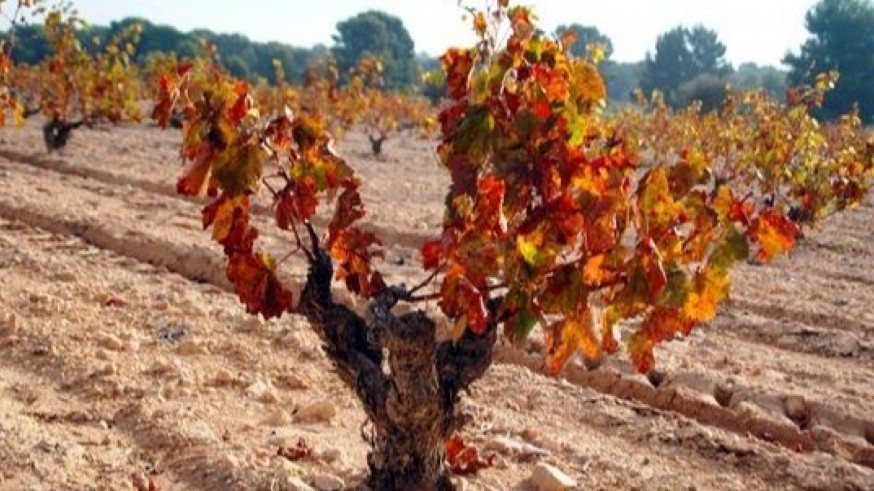 La magia de las plantas. ¿Cómo afecta el otoño a las plantas de la Región de Murcia?