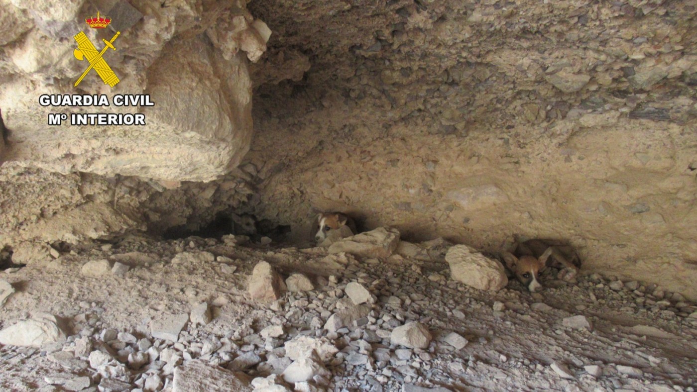 La Guardia Civil rescata varios cachorros de galgo en una gruta de Santomera
