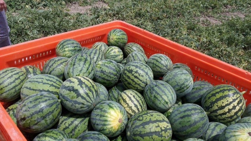 Los agricultores del Guadalentín ultiman la campaña de sandía con buenas expectativas de producción y precios