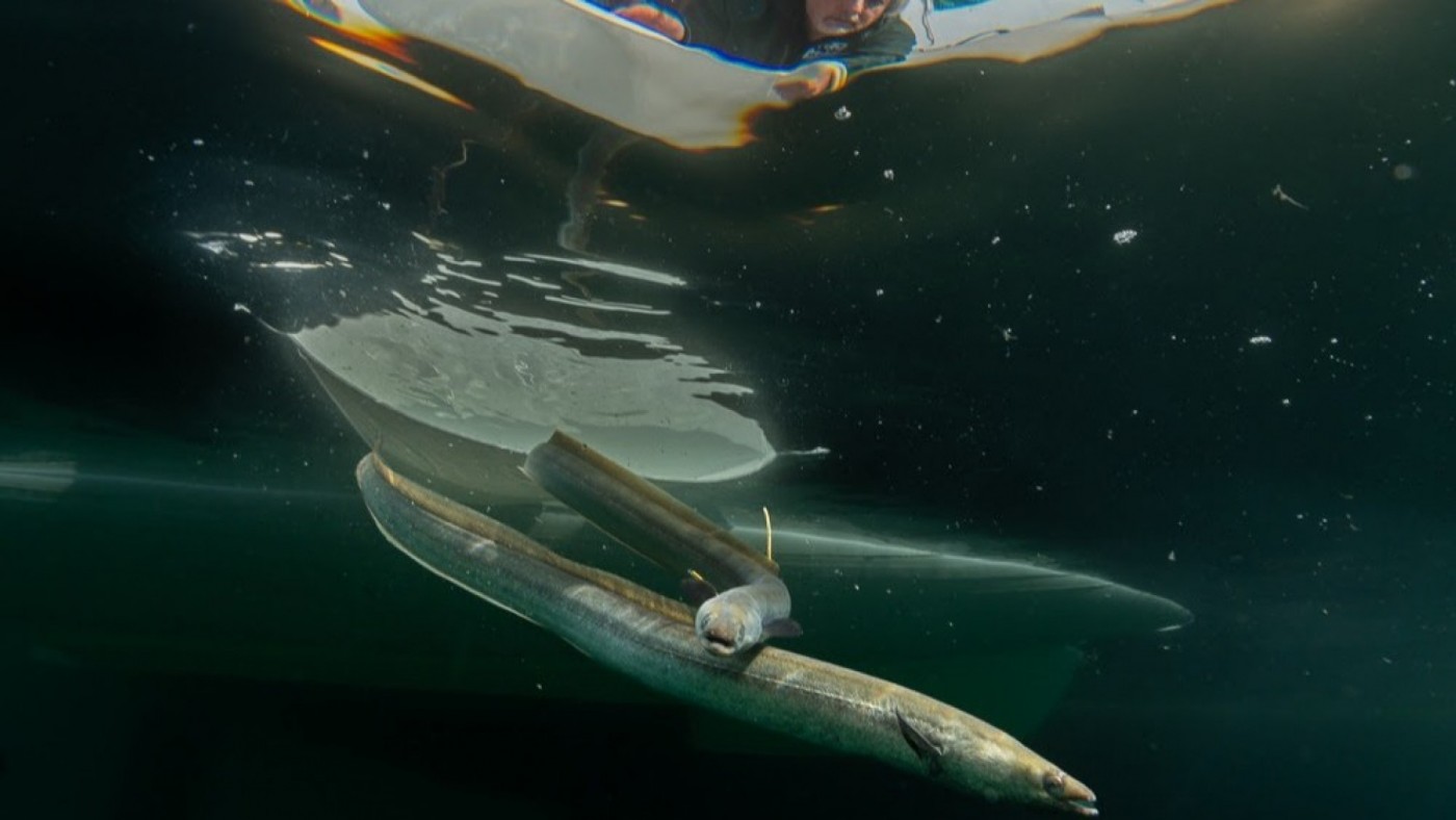 Liberan 70 anguilas en el Mar Menor
