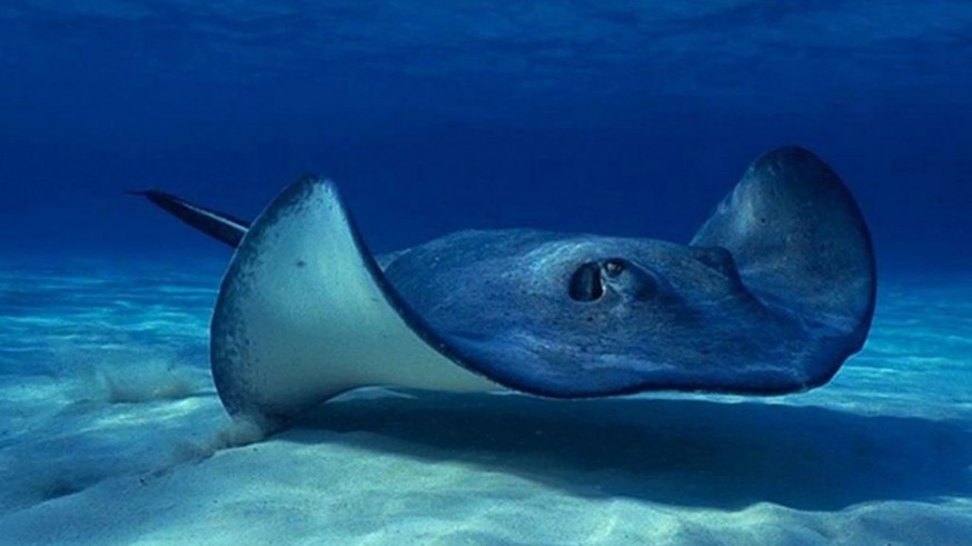 ANSE y WWF monitorizan 30 mantarrayas para descubrir el por qué de su presencia en nuestras costas