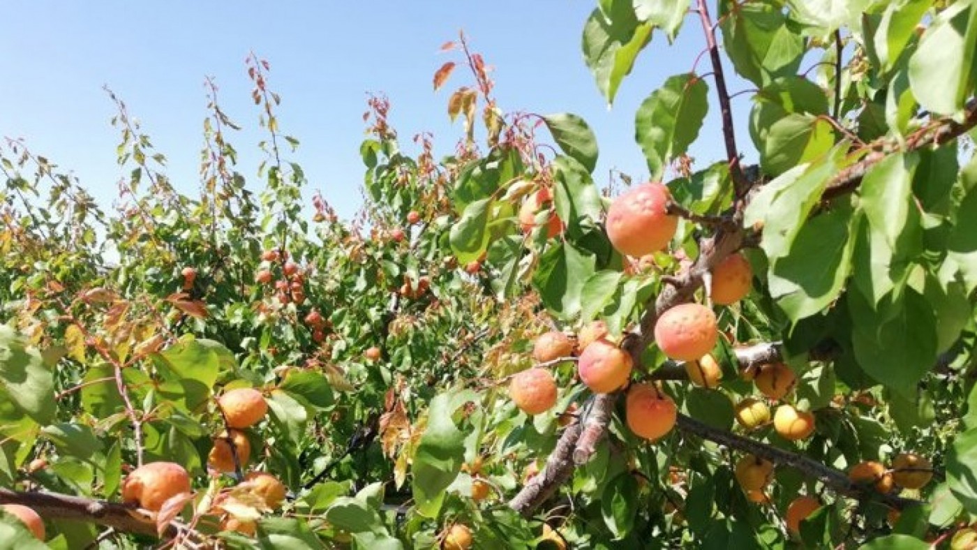 El pedrisco deja daños desiguales en el campo de Cieza, con pérdidas de hasta el 70% en algunas parcelas