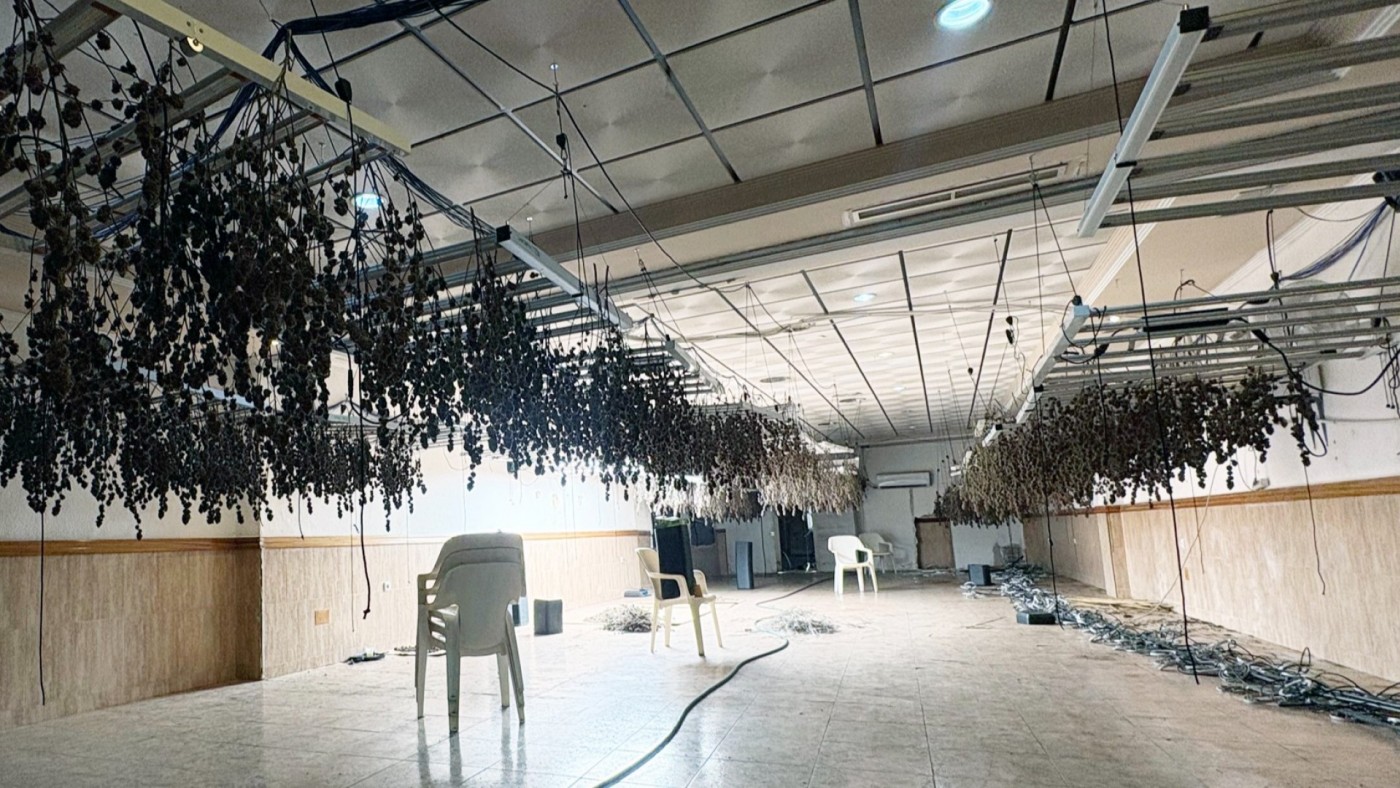 Incautan 1.000 plantas de marihuana en un antiguo restaurante en Casillas