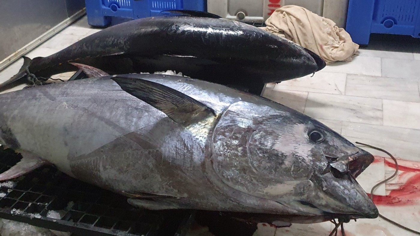 La Guardia Civil pesca a un furtivo con dos atunes rojos