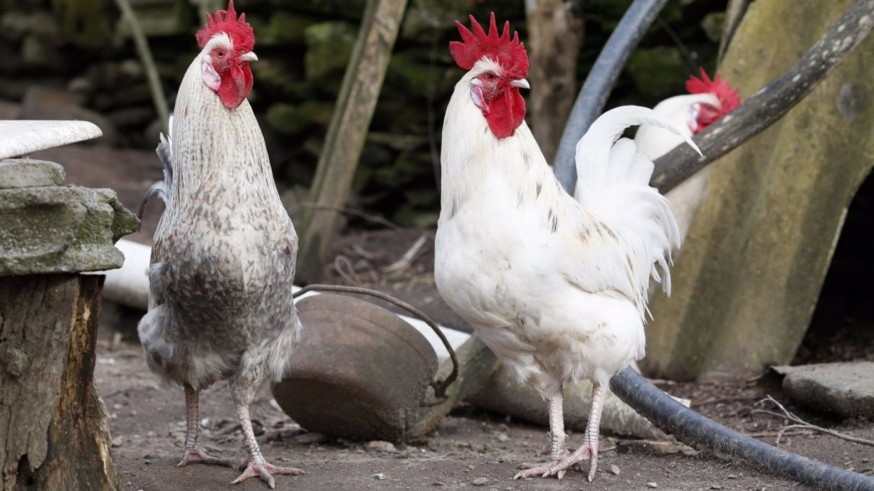 UPA pide que las medidas contra la gripe aviar se extiendan a toda la Región