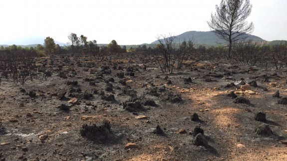 Monte quemado en Cañaverosa