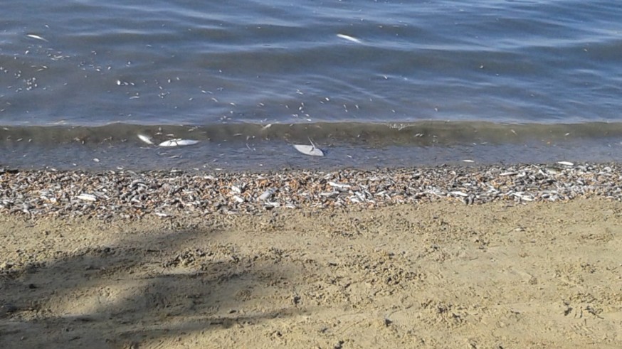 Peces muertos este domingo a orillas del Mar Menor en San Pedro