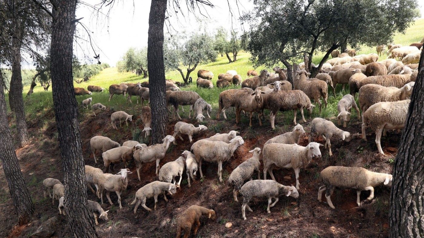 Pastoreo en los montes públicos de Mula para prevenir incendios forestales