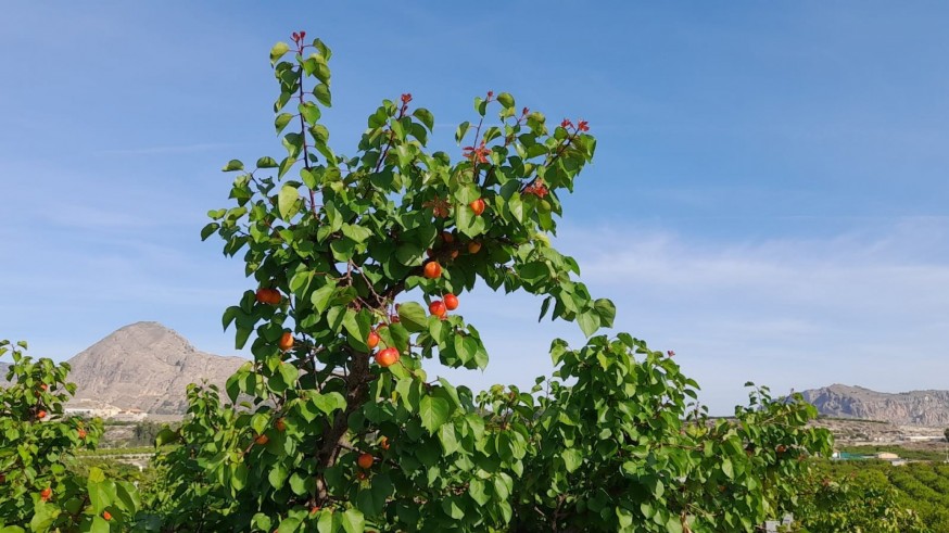 Los productores de fruta de hueso de Cieza dudan sobre la existencia de un cambio climático 