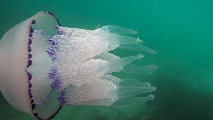 Las medusas gigantes llegan al Mar Menor aprovechando que la salinidad y temperatura del agua se asemeja a la del Mediterráneo 