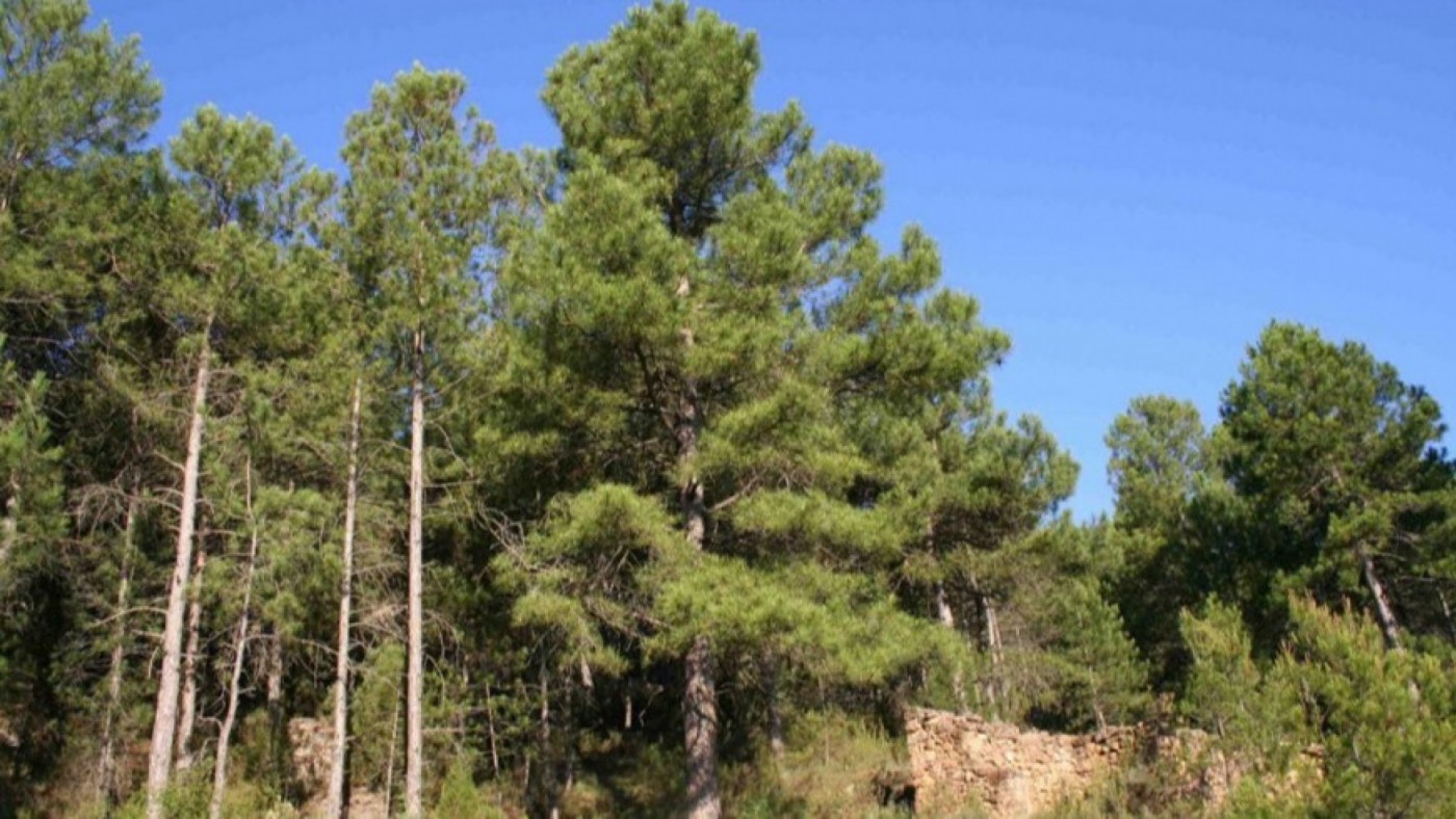 Los árboles más altos son capaces de superar sequías de corta duración 